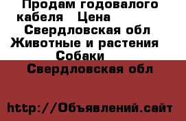 Продам годовалого кабеля › Цена ­ 15 000 - Свердловская обл. Животные и растения » Собаки   . Свердловская обл.